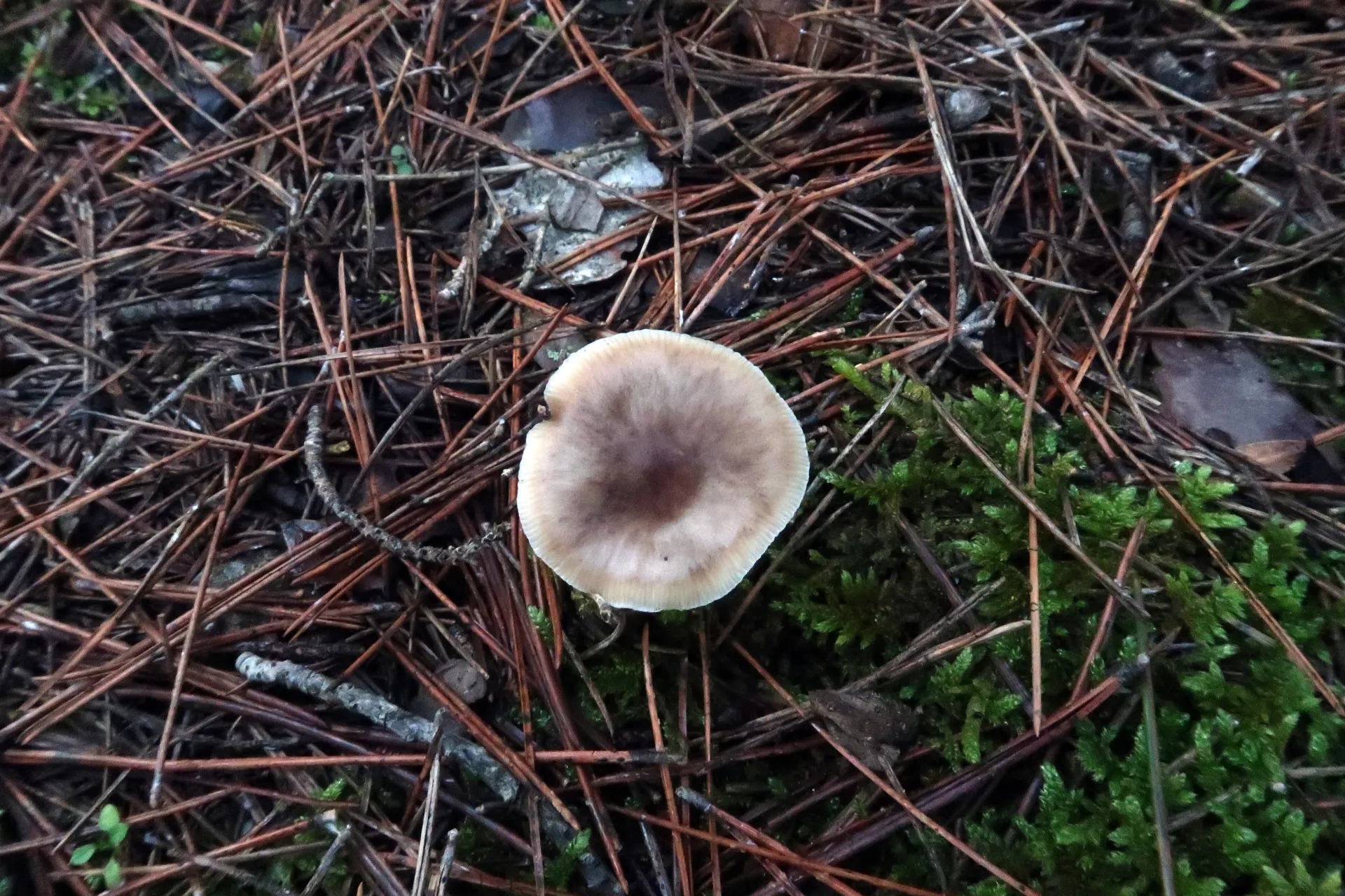 Rhodocollybia butyracea - 1 - IMG_4365